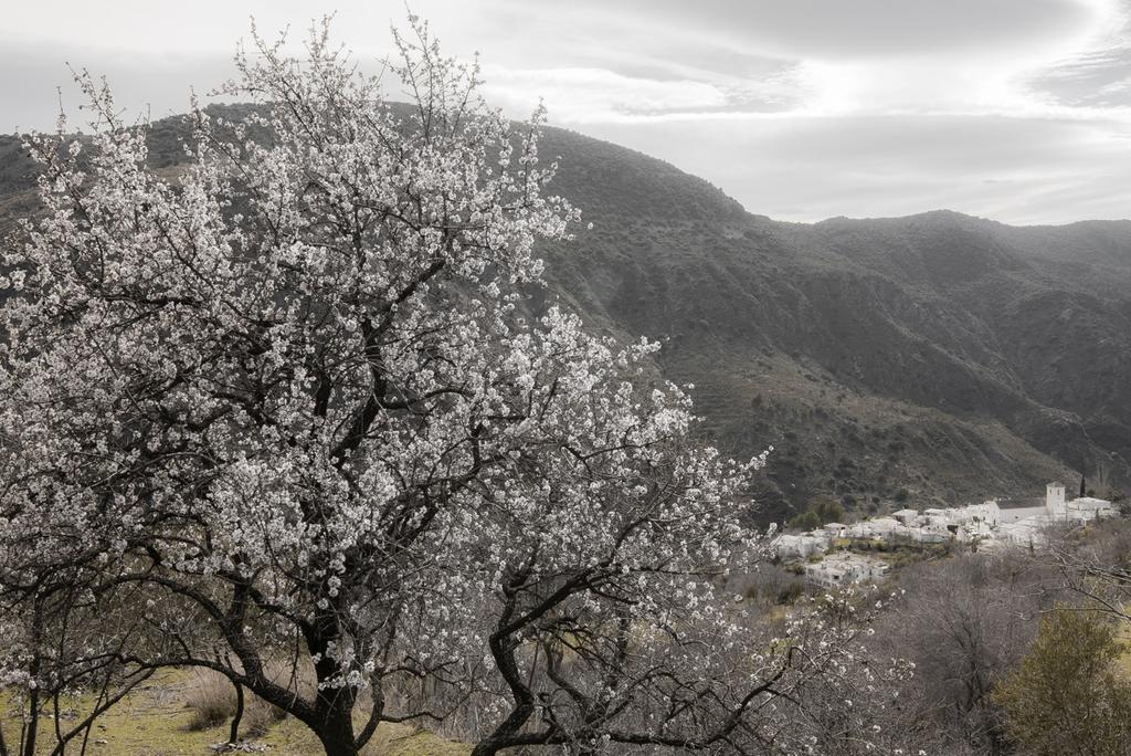 Vila Cortijo La Vinuela Atalbeitar Exteriér fotografie